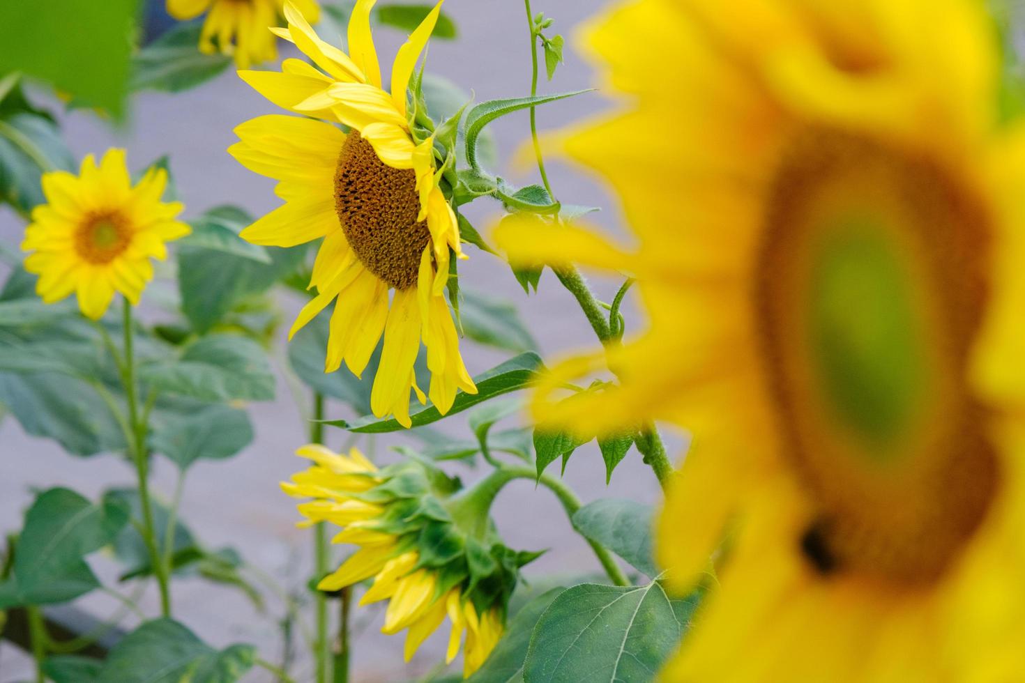 Sunflowers with green leaves against a blue sky photo