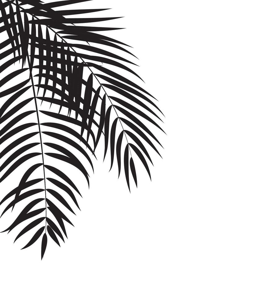 Beautiful Palm Tree Leaf  Silhouette Background Vector Illustration