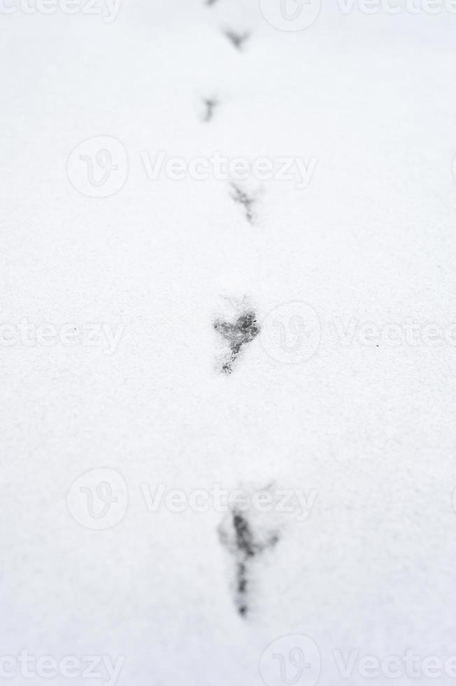 Bird footprint tracks snow photo