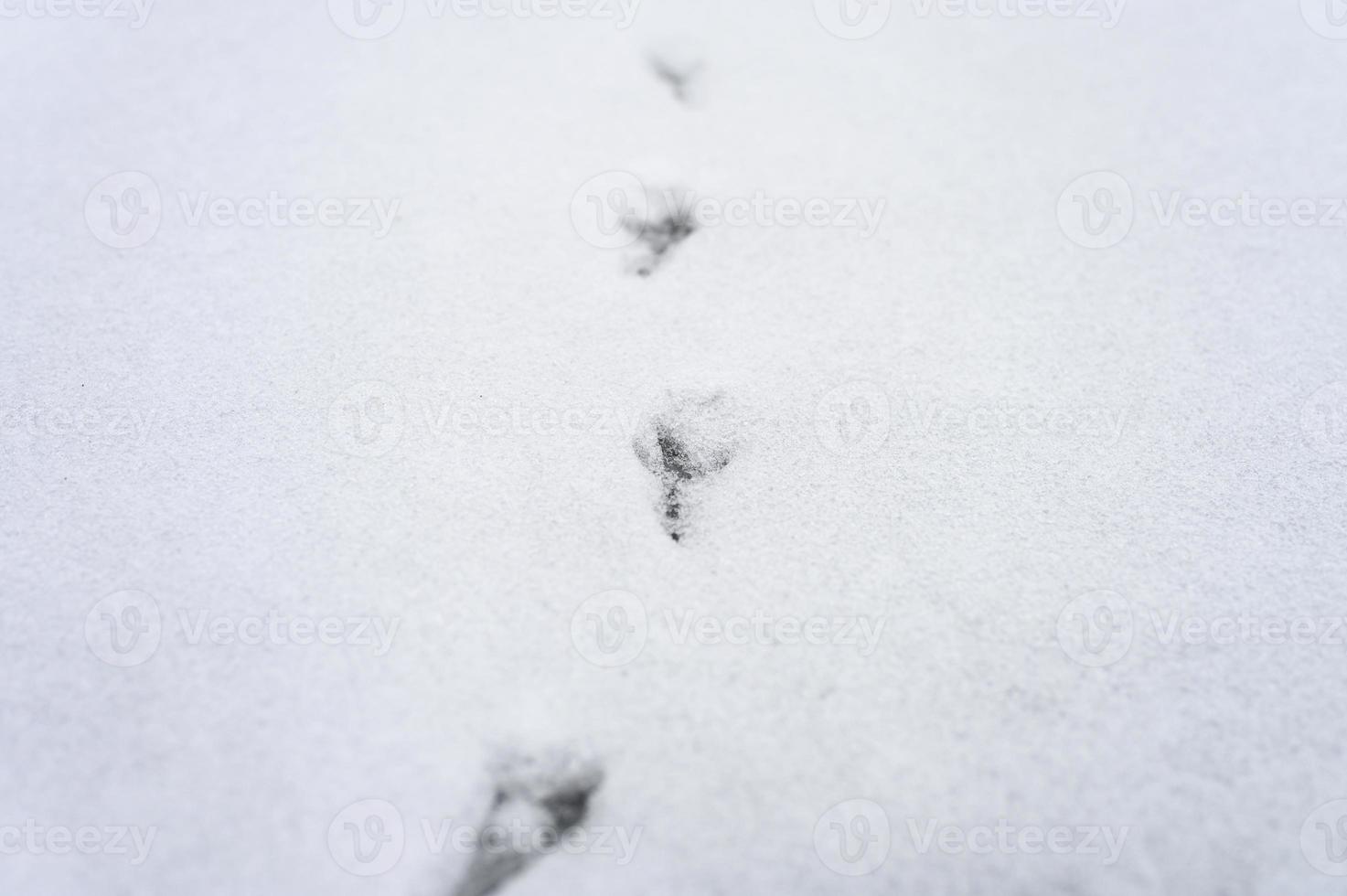 huella de pájaro pistas nieve foto