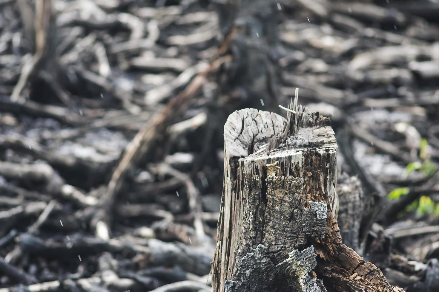 Mangroves that have been cut and burned photo