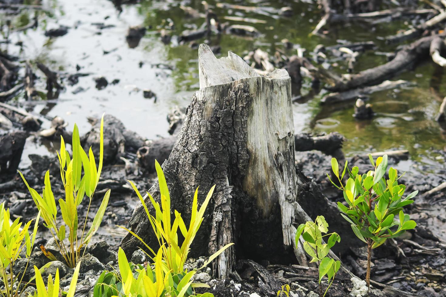 Mangroves that have been cut and burned photo