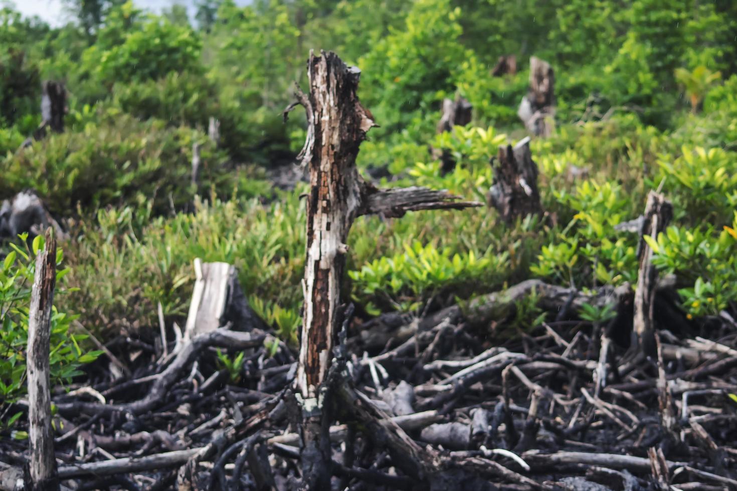 Mangroves that have been cut and burned photo