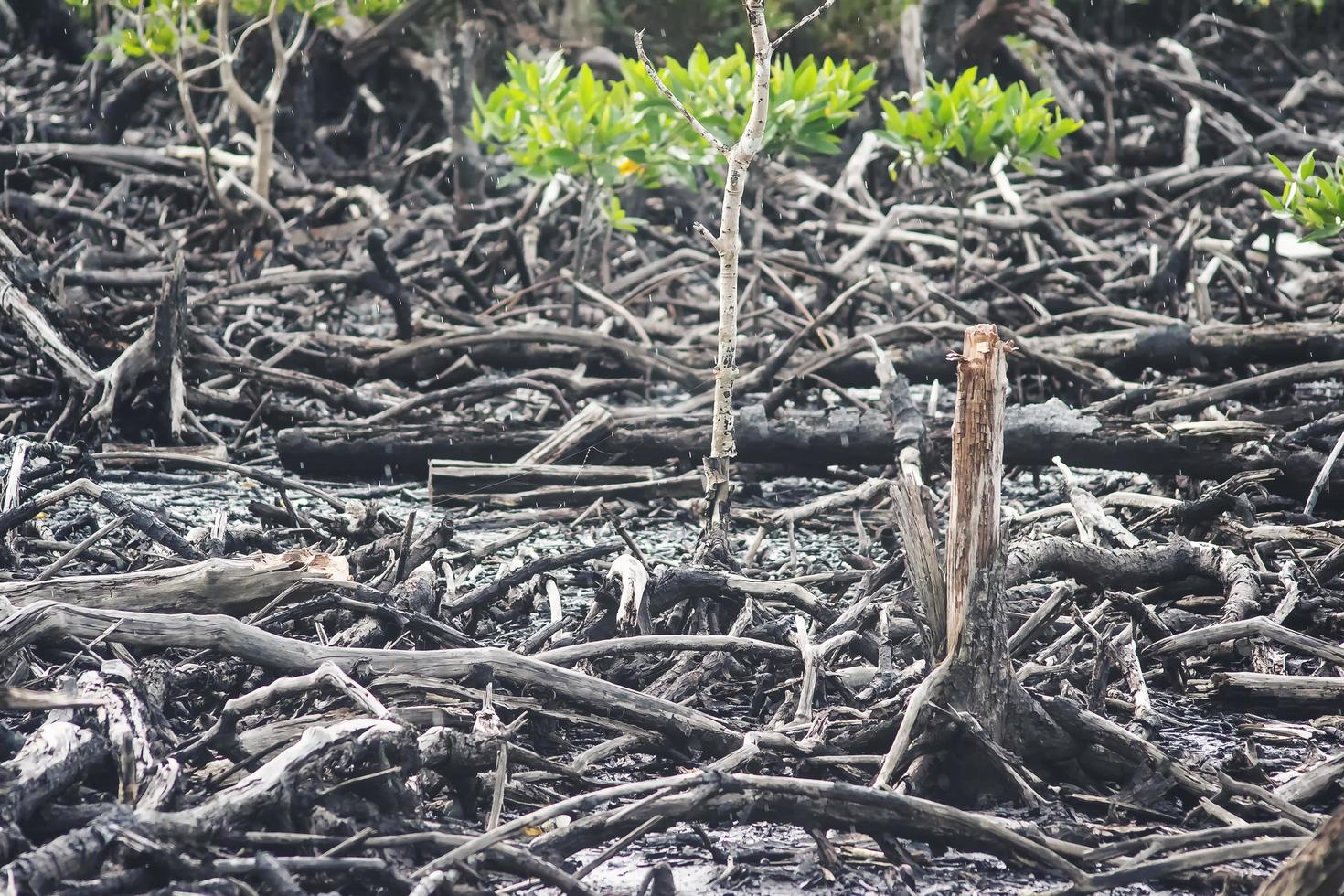 manglares que han sido cortados y quemados foto