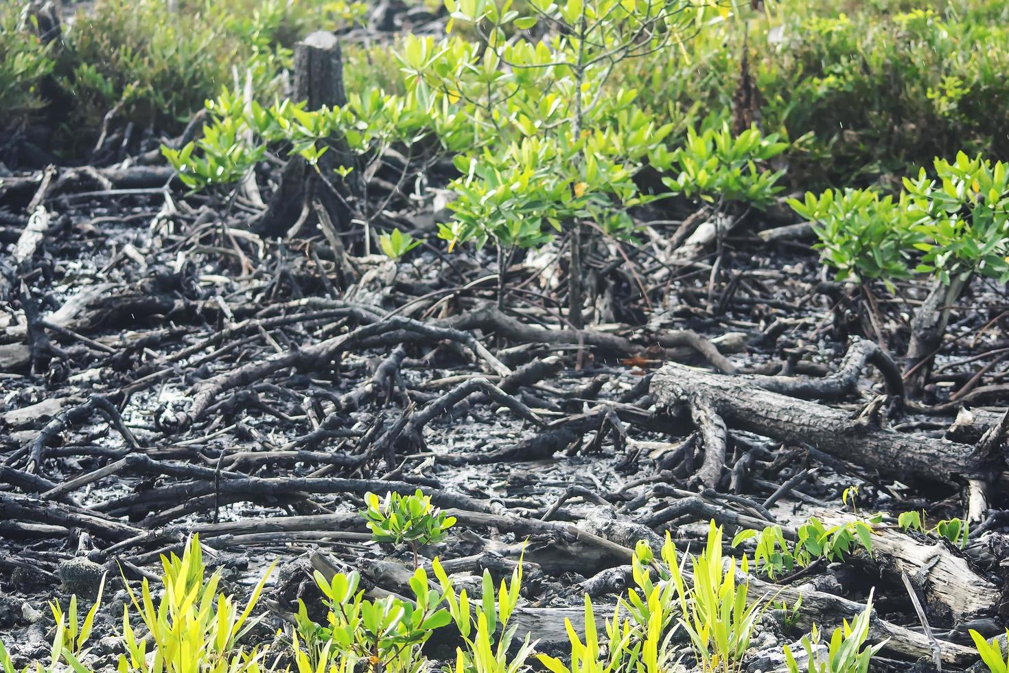 Mangroves that have been cut and burned photo