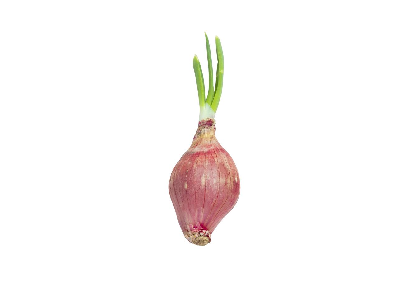 Close-up shallot onions isolate on white background photo
