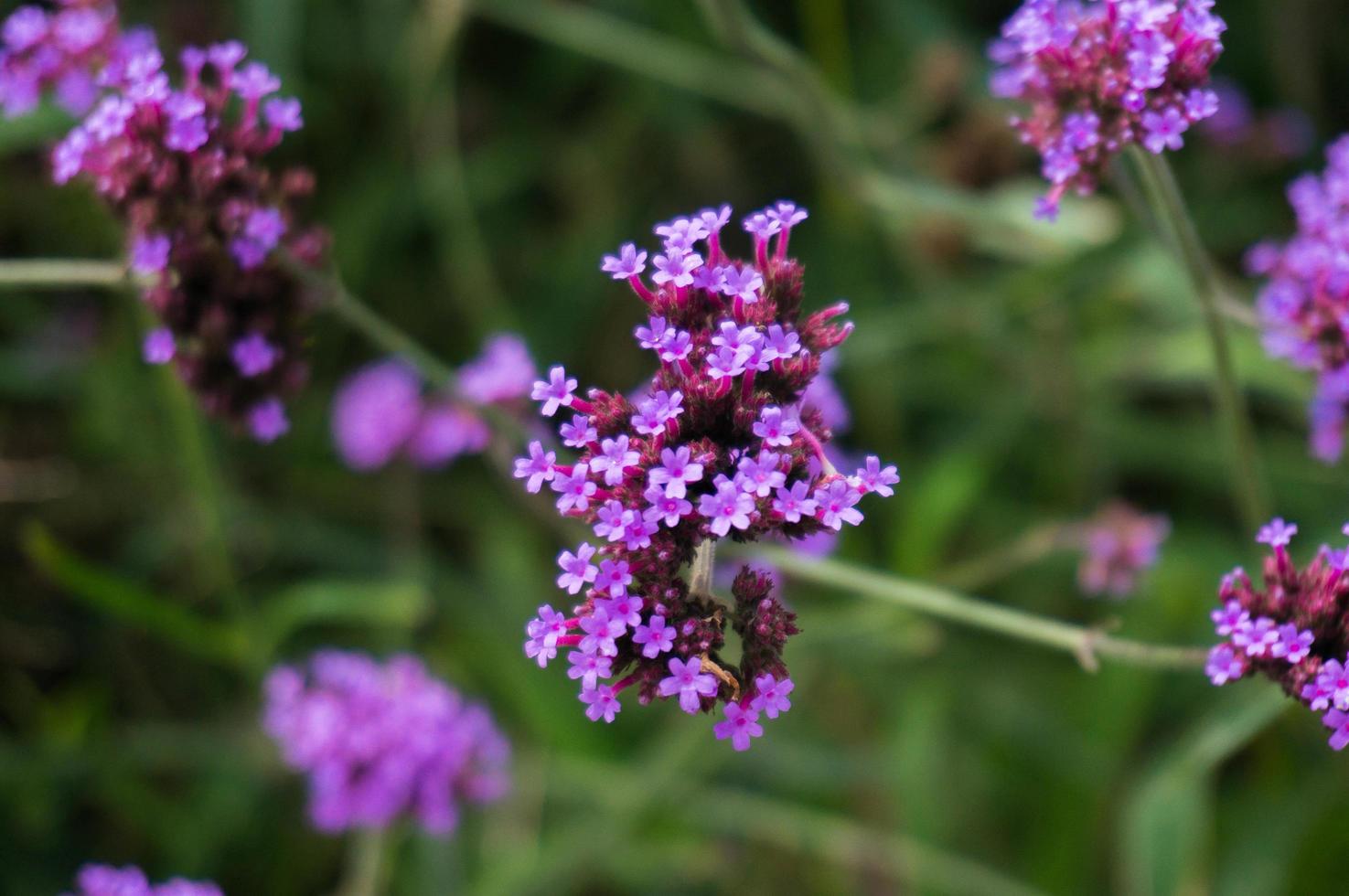 Verbena hybrida flower on blurred background photo