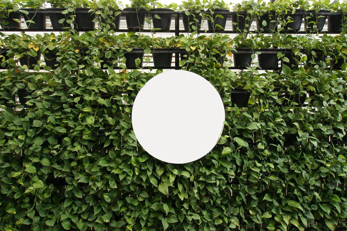 Mock up Blank white of signboard on plants wall space photo