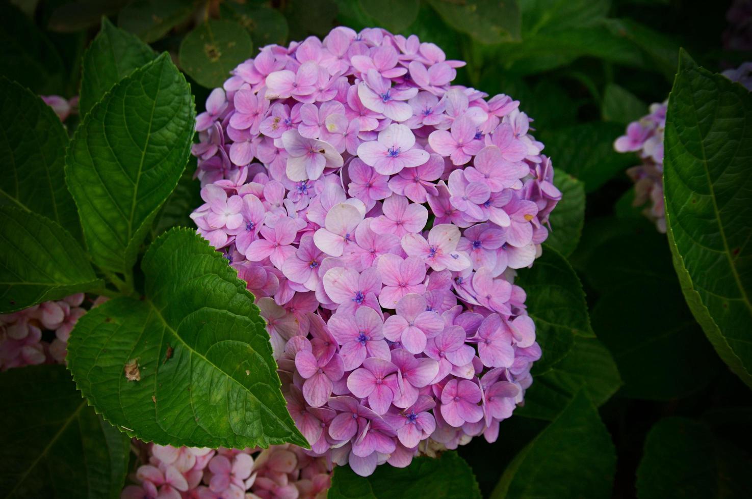 Closeup of Hortensia flower, Hydrangea macrophylla flower background. photo