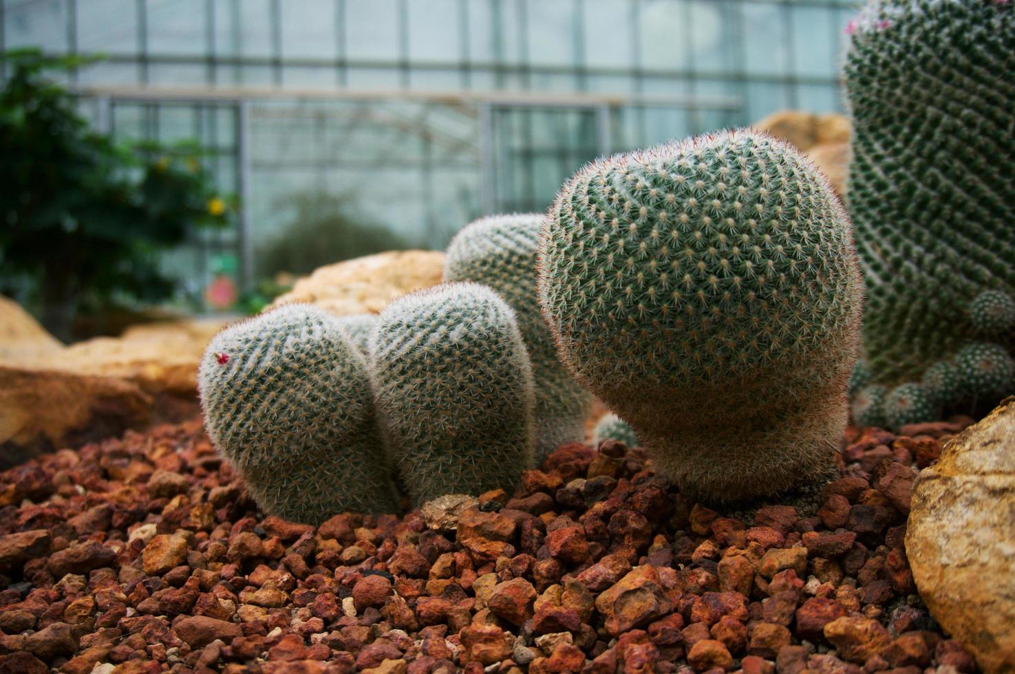 hermosas plantas suculentas y cactus en el jardín. foto