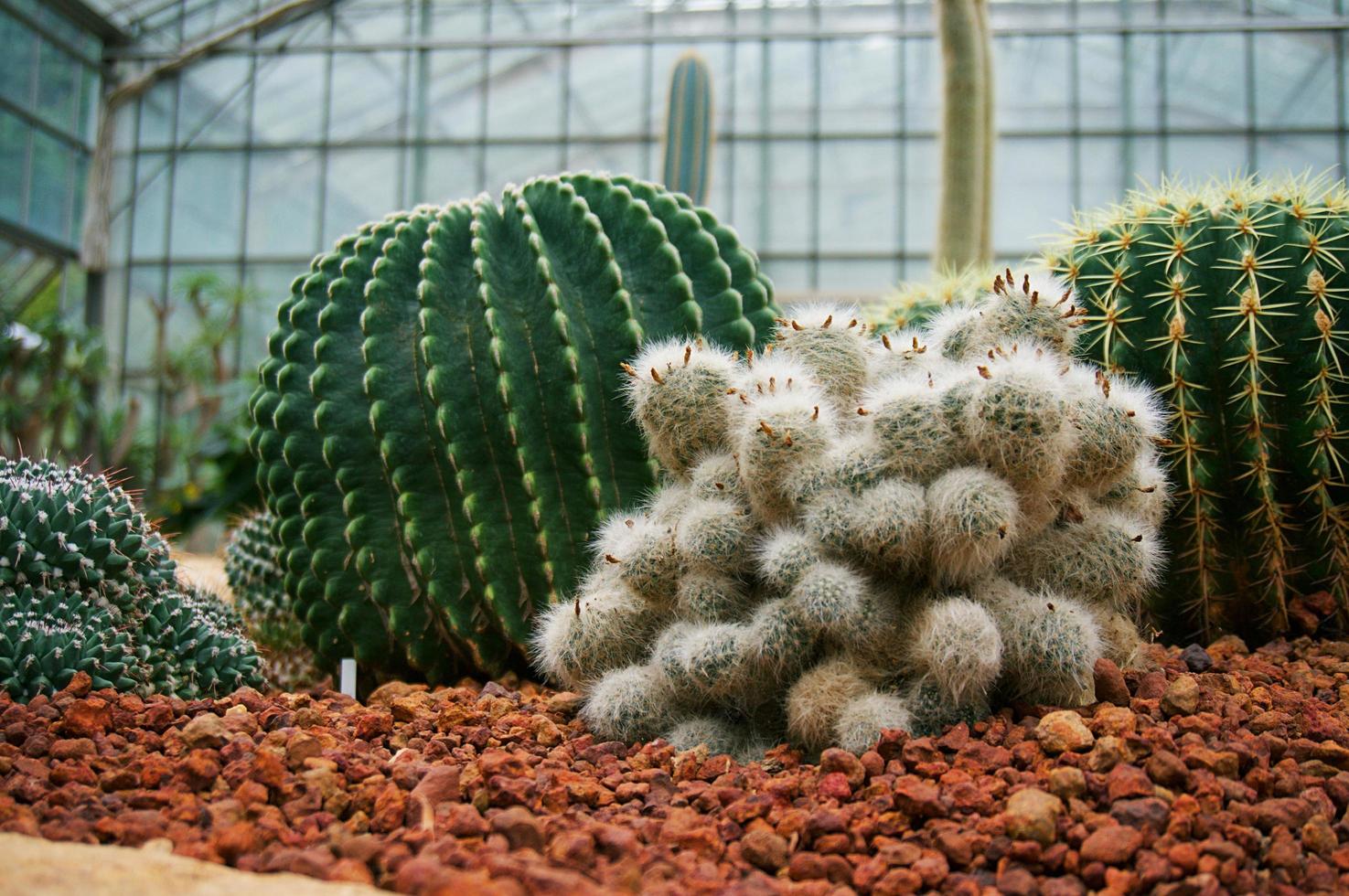 hermosas plantas suculentas y cactus en el jardín. foto