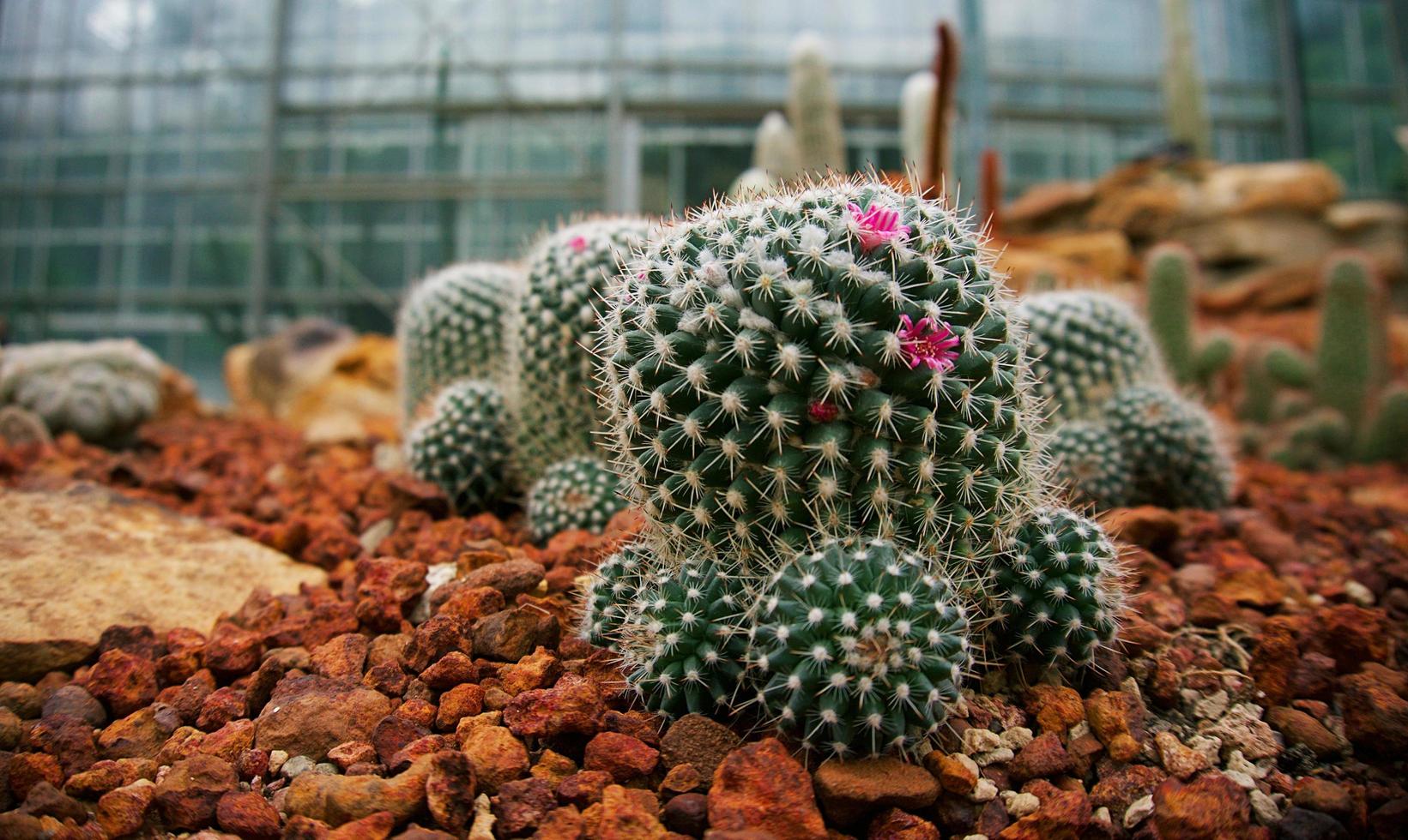 hermosas plantas suculentas y cactus en el jardín. foto