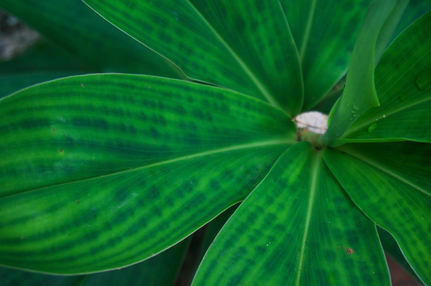 Beautiful nature Green Tropical Leaves tree forest . photo