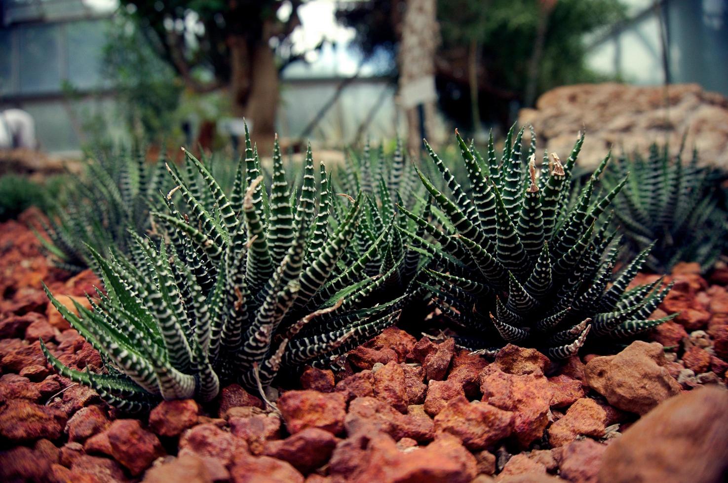 hermosas plantas suculentas y cactus en el jardín. foto