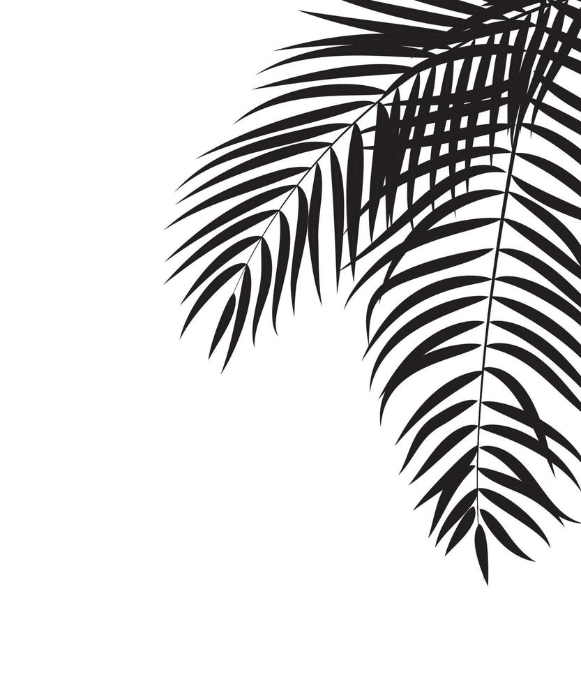 Beautiful Palm Tree Leaf Silhouette Background vector