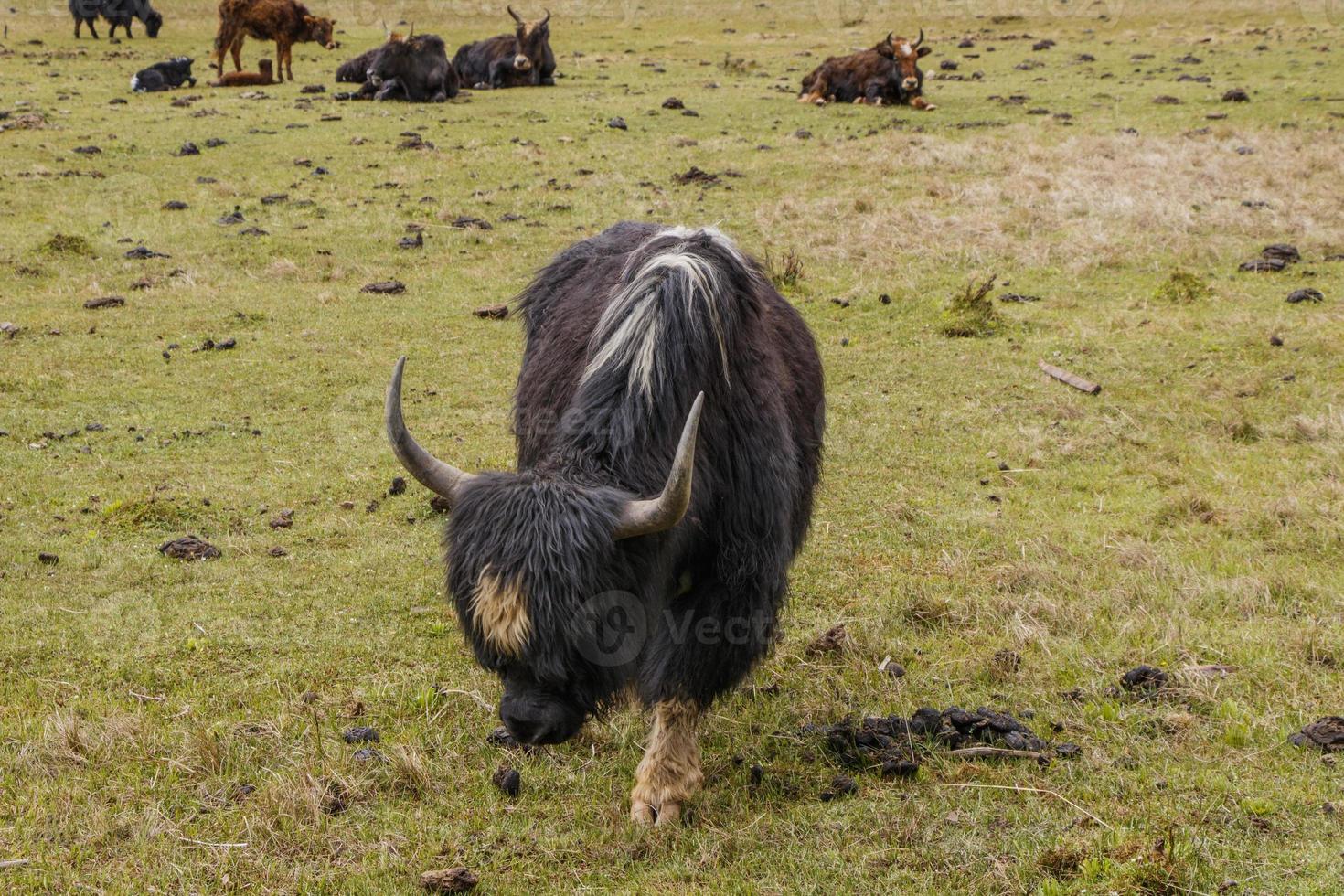 Yak eating grass in Pudacuo national park in Shangri La, Yunnan China photo