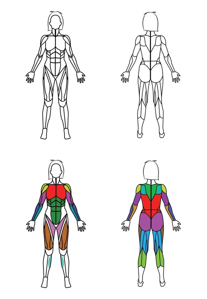 gráfico de músculos de contorno de cuerpo de mujer vector