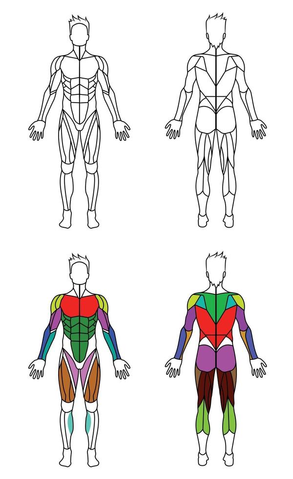 Men Body Outline Muscles Graphic vector