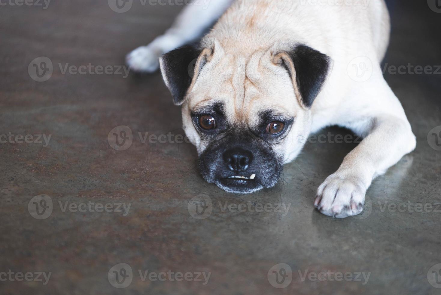 Pug dog looking outside on floor and waiting for owner photo