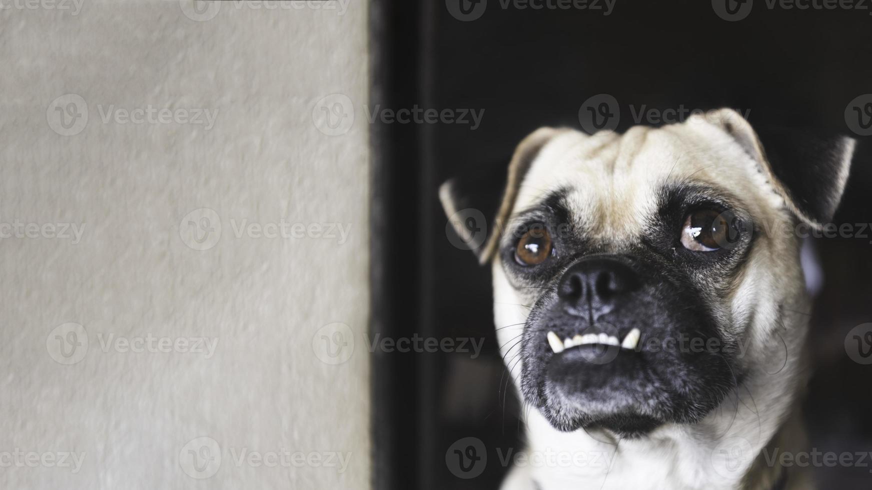 Pug dog looking up and waiting for owner coming home photo