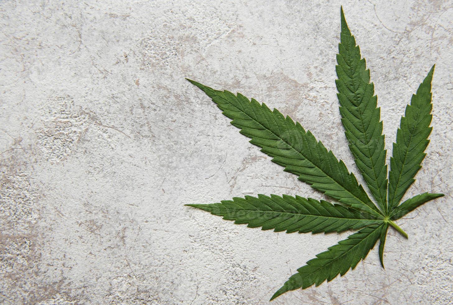 Green cannabis leaves on concrete background. photo