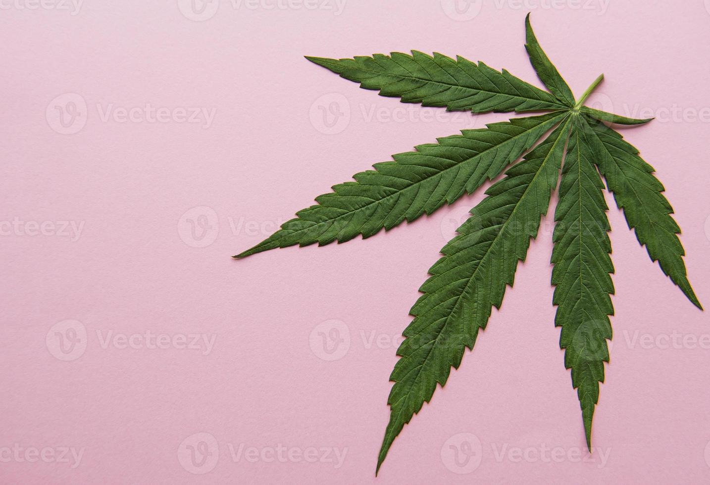 Green cannabis leaves on pink background. photo