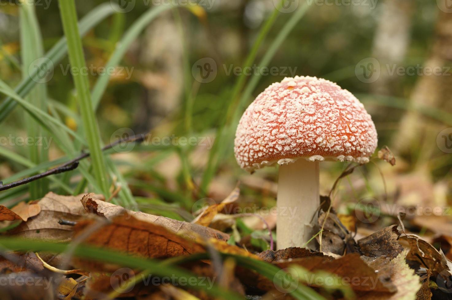 Autumn mushroom fly agaric amanita muscaria alternative medicine photo