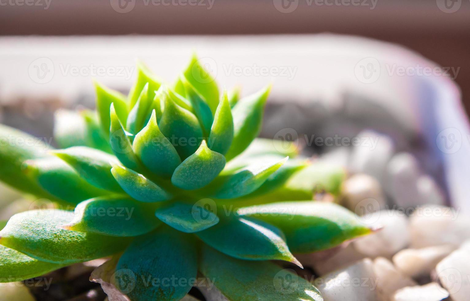 frescura hojas de graptopetalum macdougallii foto