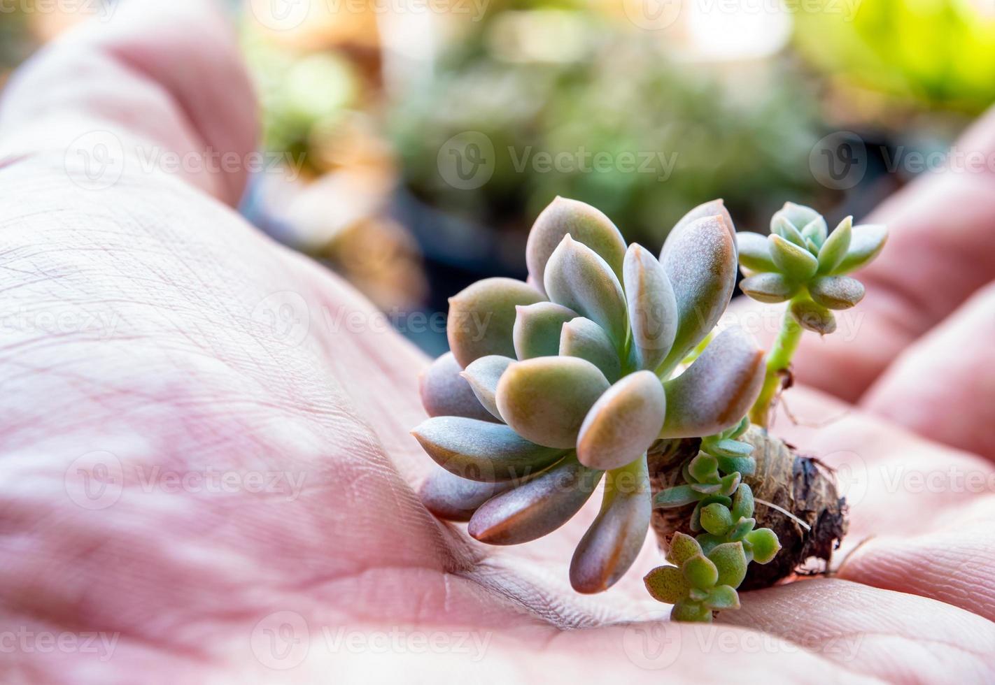 Pequeña planta suculenta en mano prepararse para plantar foto