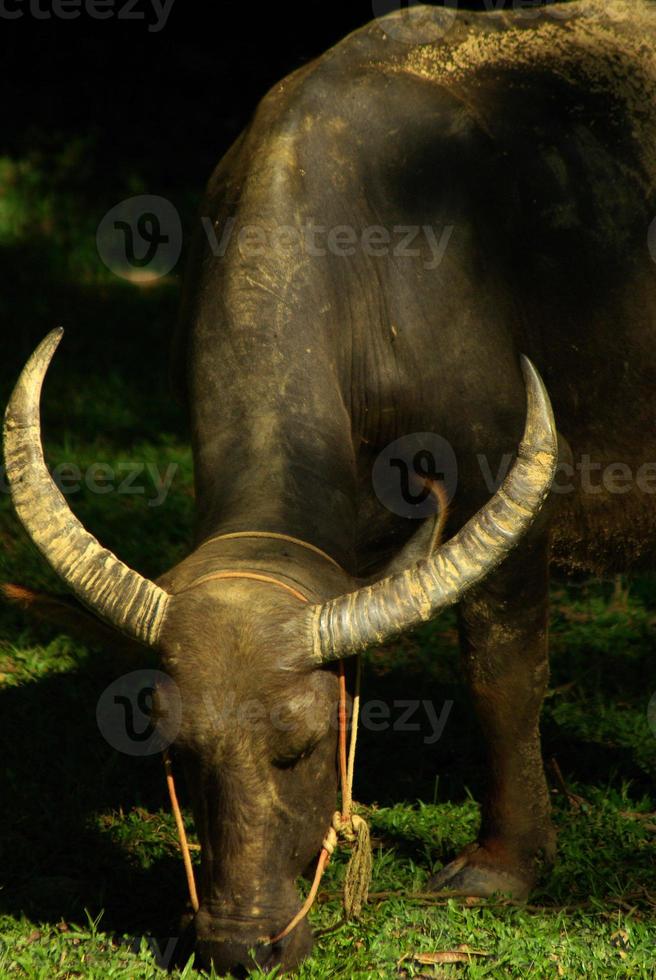 Buffalo with the pass a rope through the nose photo