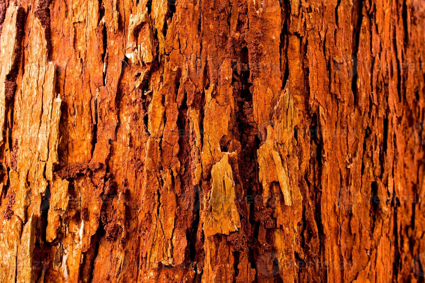 The vivid red trunk of the tree photo