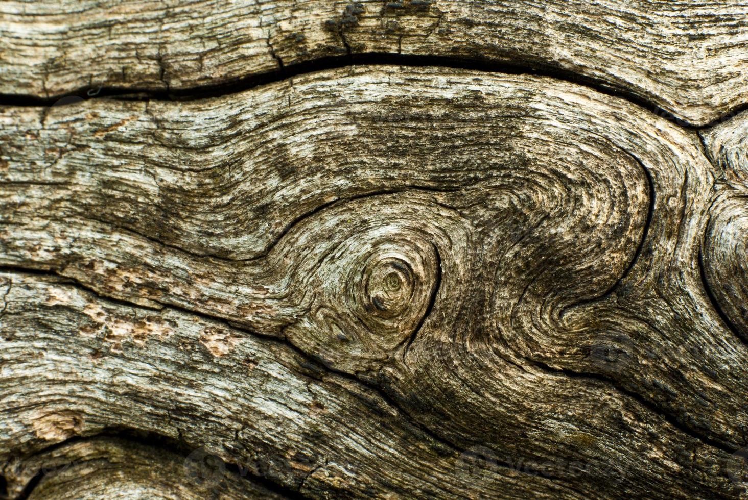 textura de madera foto