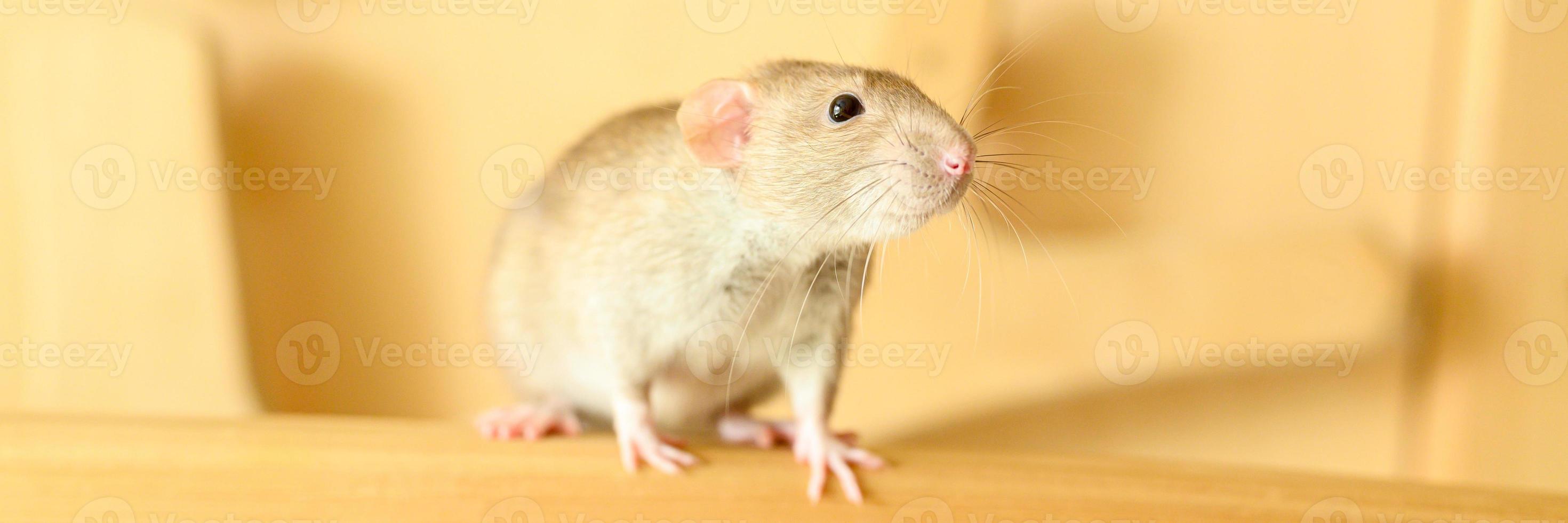 Pet rat mouse photo