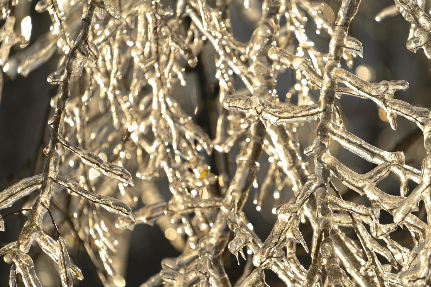 Natural background with icy branches and bokeh 3365815 Stock Photo at