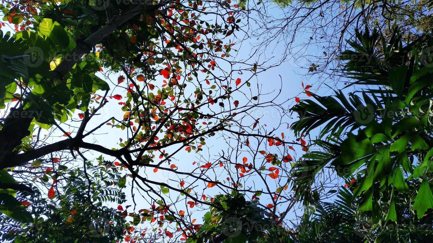 hoja verde tropical y cielo azul. alto contraste foto