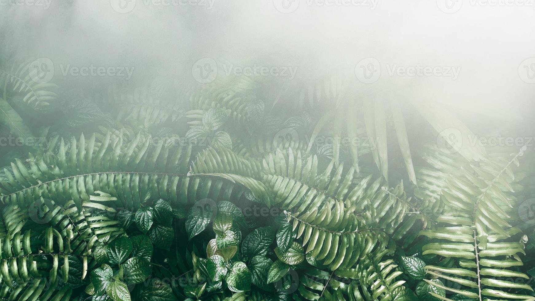 jardín vertical con hoja verde tropical con niebla y lluvia, tono oscuro foto