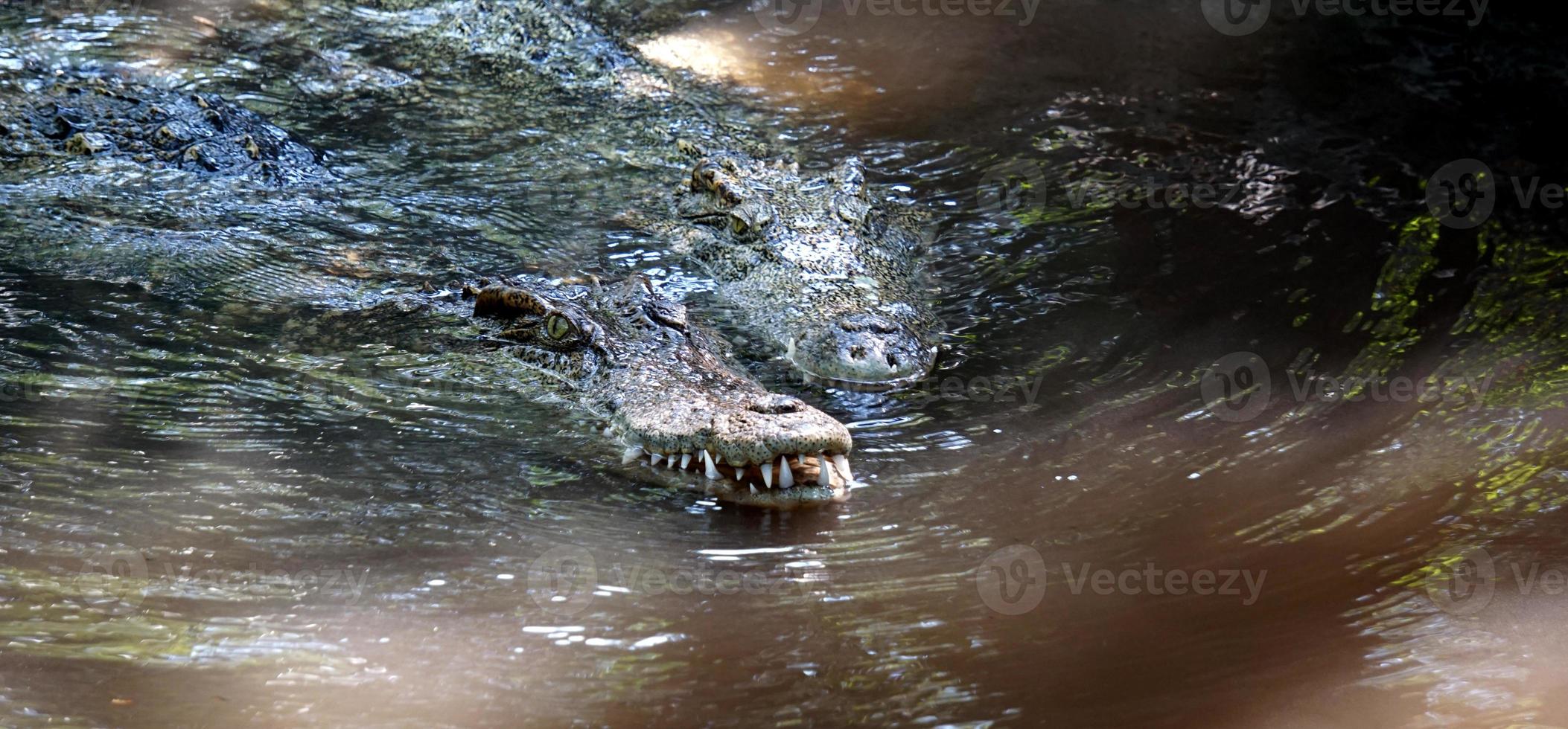 The big crocodile in the north of Thailand. photo