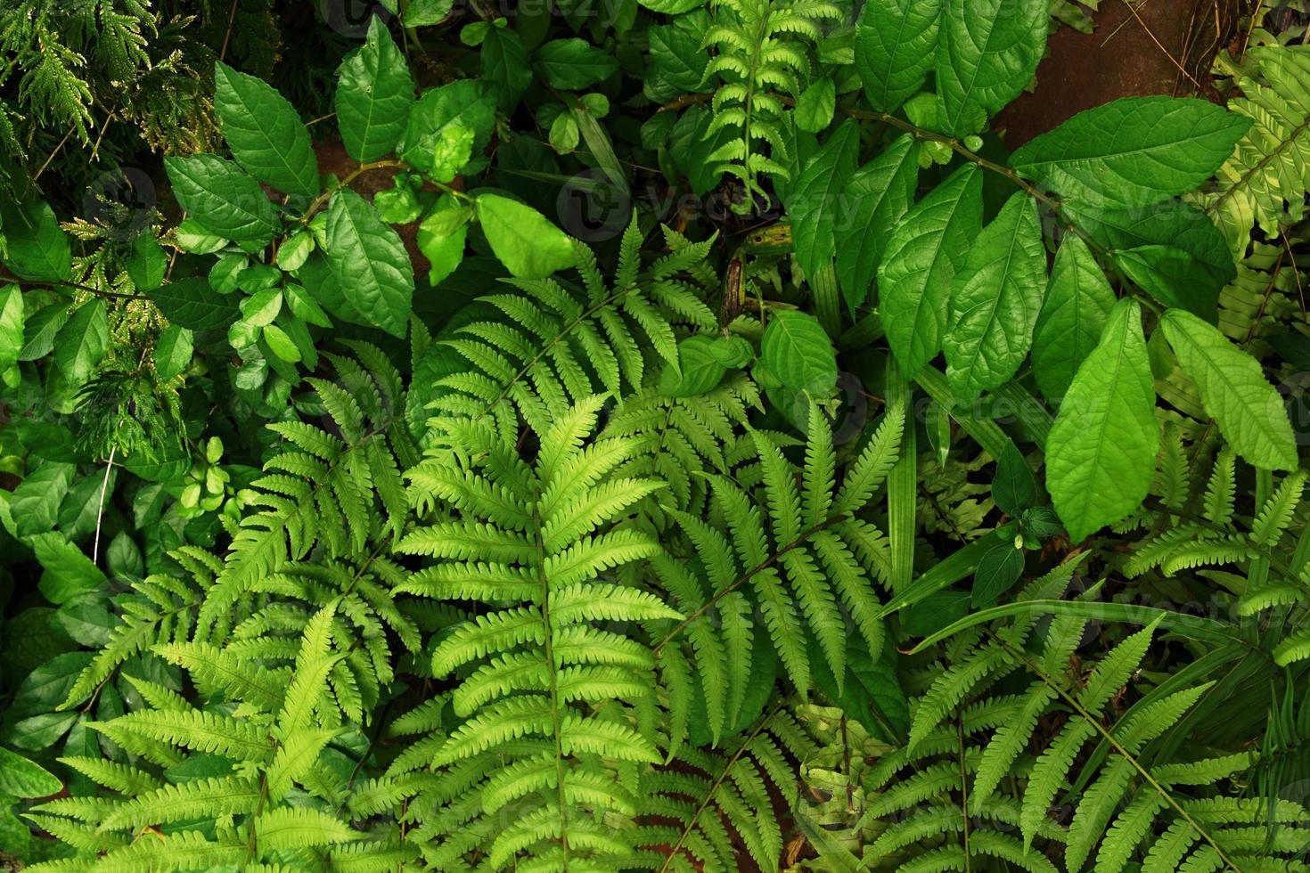 Tropical green leaf photo