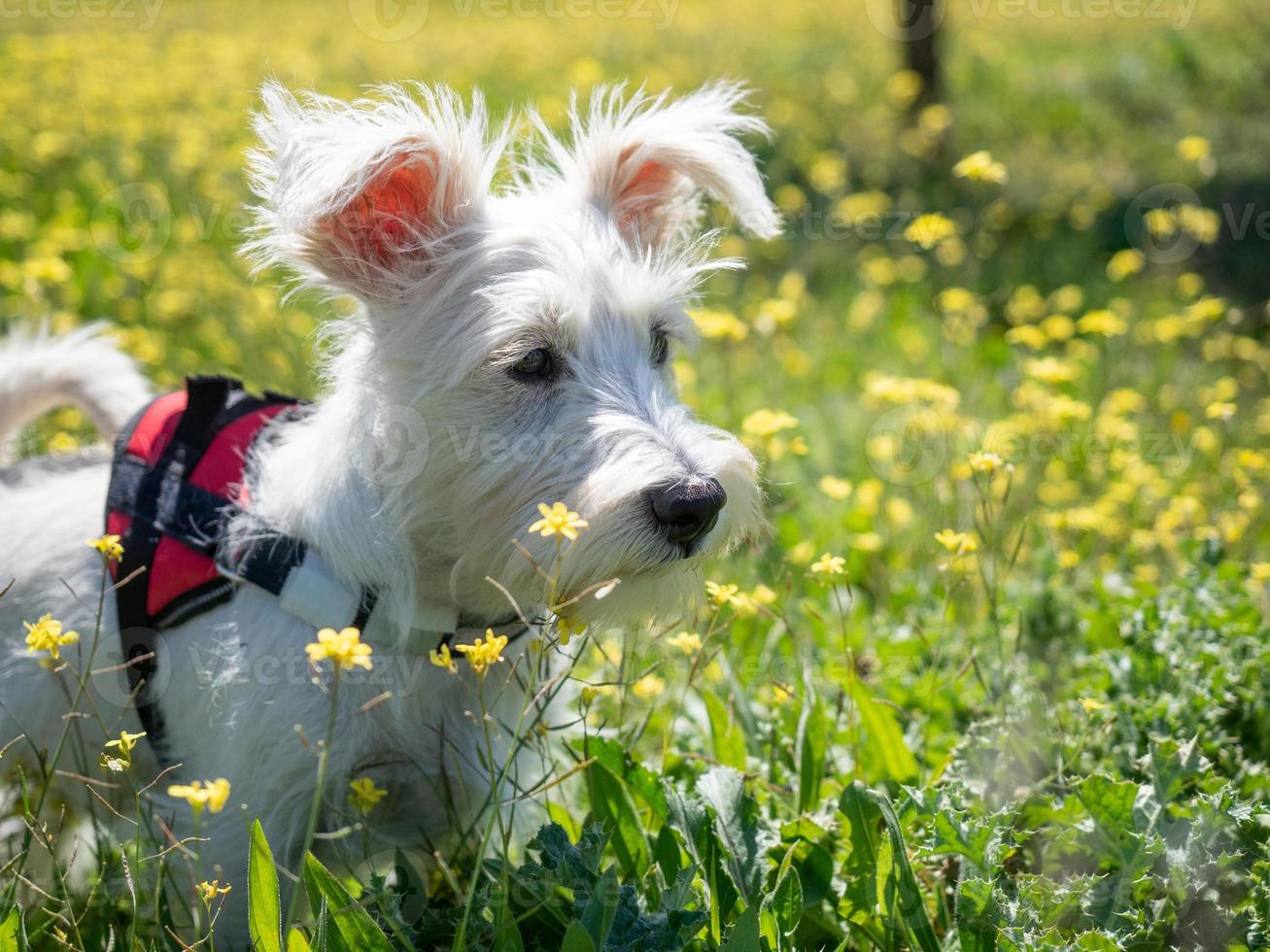 Puppy schnauzer  in white color and with red harness watch closely photo