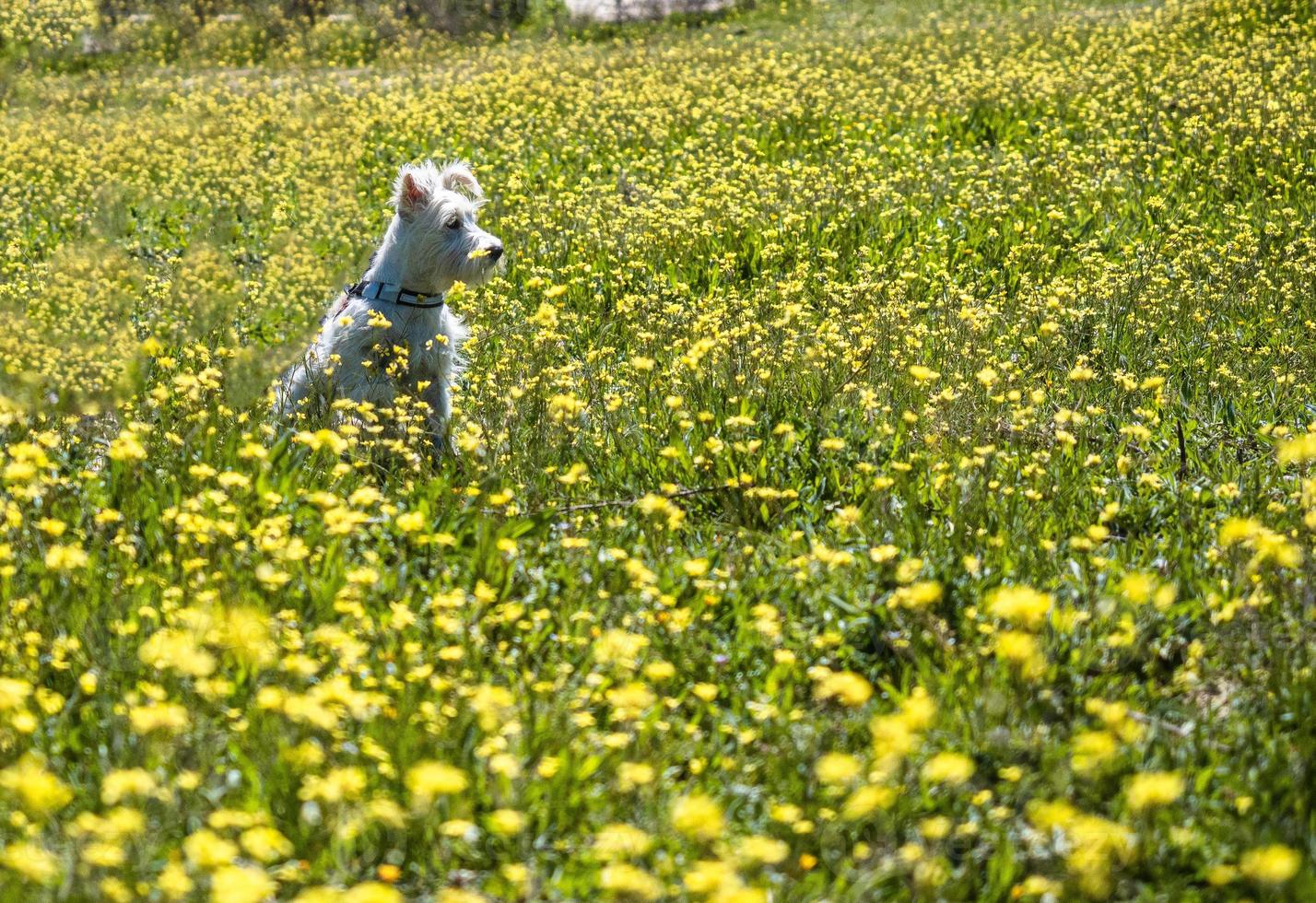 Puppy schnauzer in white color poses in a field with yellow flowers photo