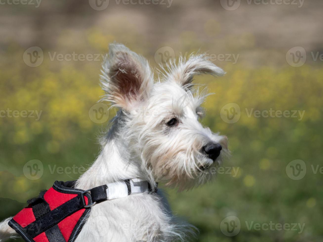 Puppy schnauzer puppy in white color and with red harness photo