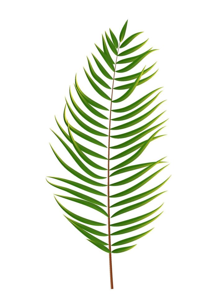 Palm Tree Leaf Silhouette Isolated on White Background vector