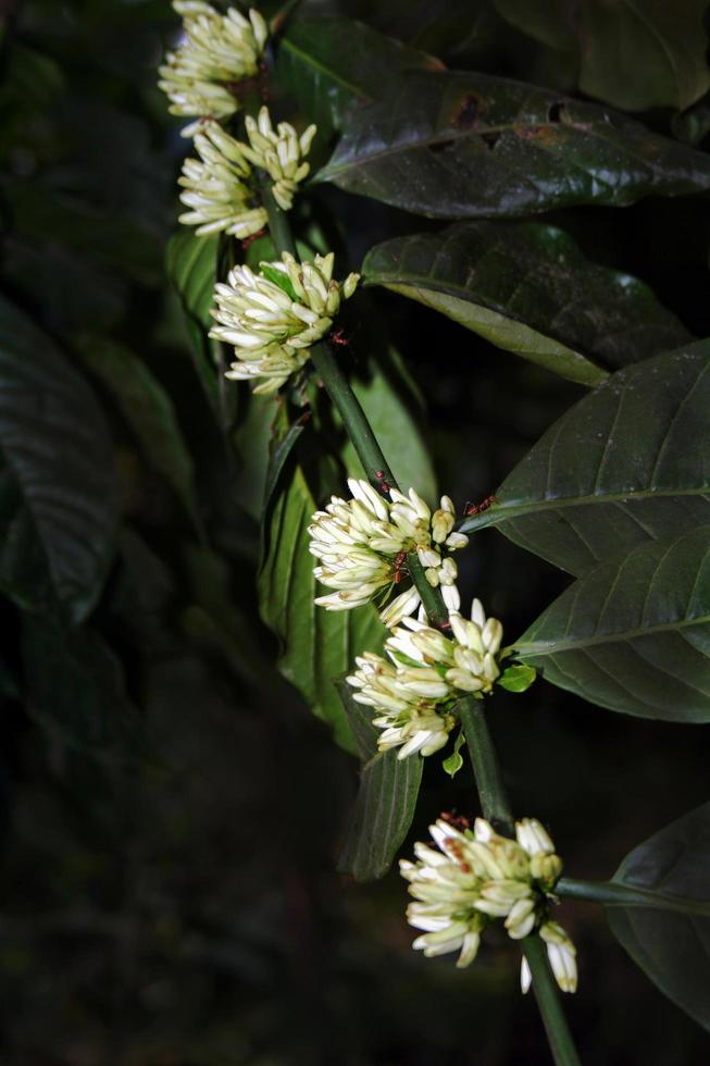 ramo de flores de cafe foto