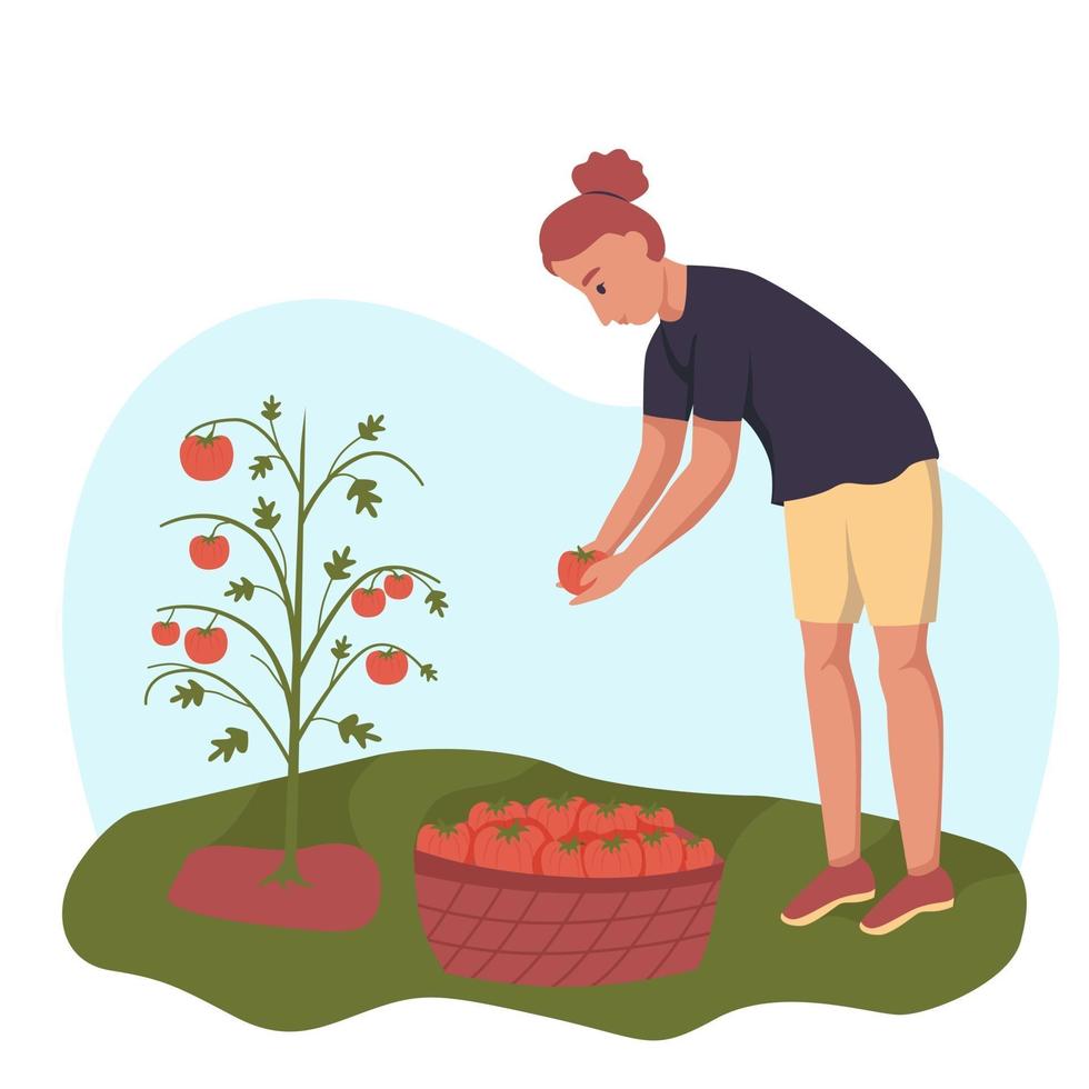 una mujer joven está recogiendo tomates. cosecha. vector