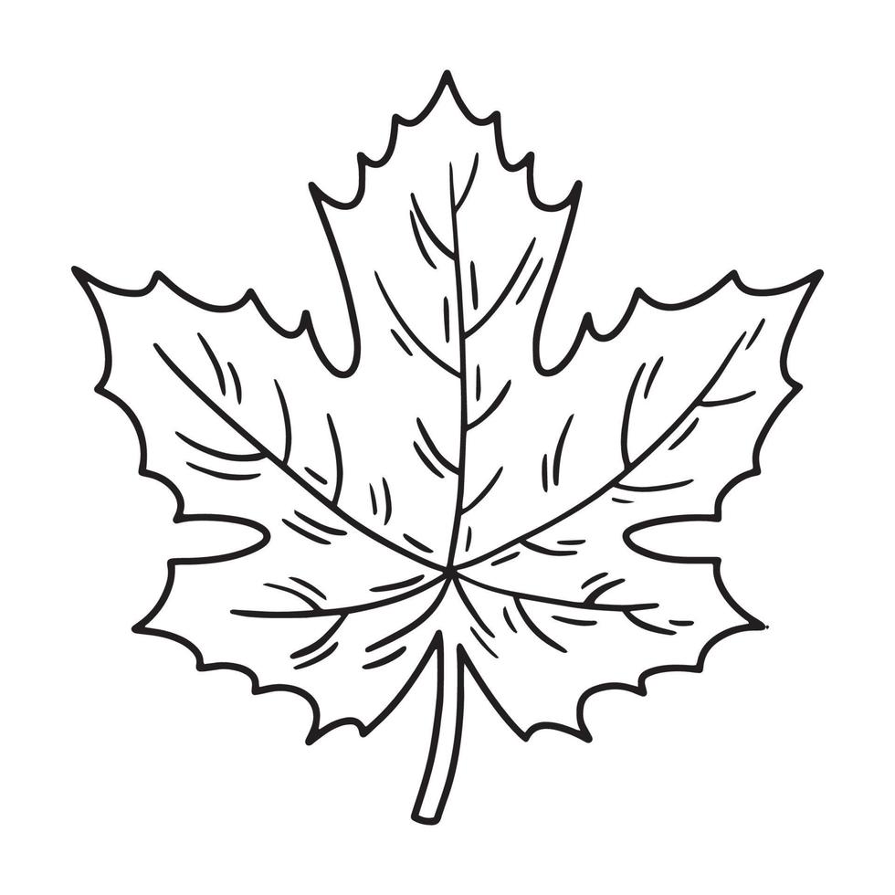 Linear maple leaf icon in Doodle style vector