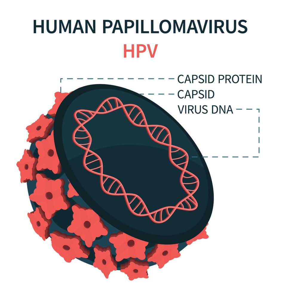 Internal model of human papillomavirus cell HPV vector