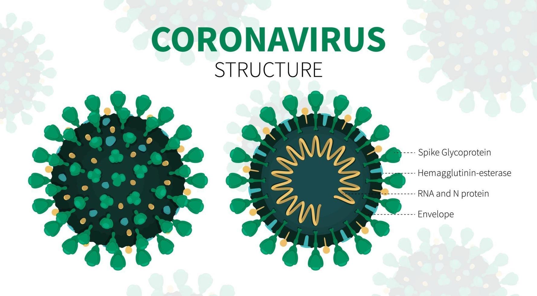Internal structure and anatomy of virus COVID-19 vector