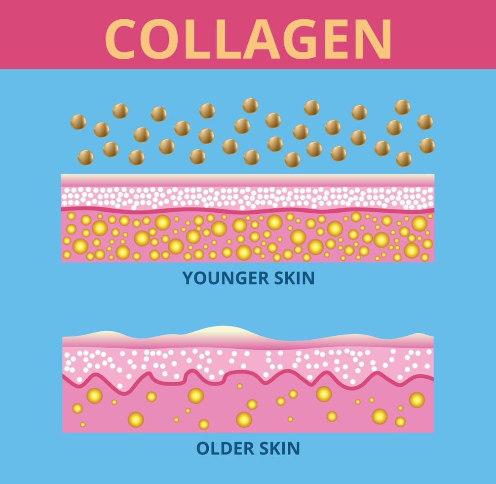 colágeno, vector de protección de la piel