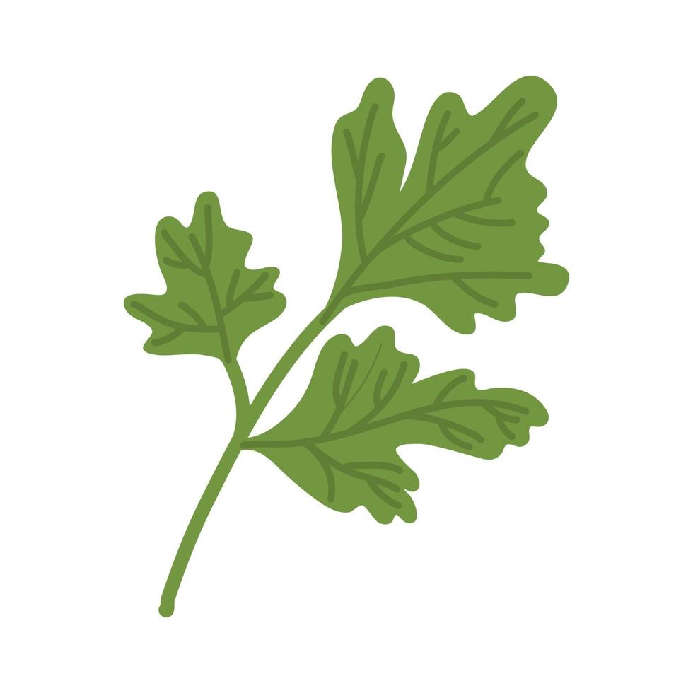 Bunch of ripe parsley vector