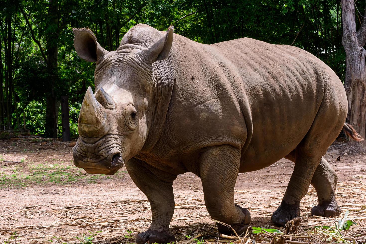 Rhinoceros is a large mammals photo